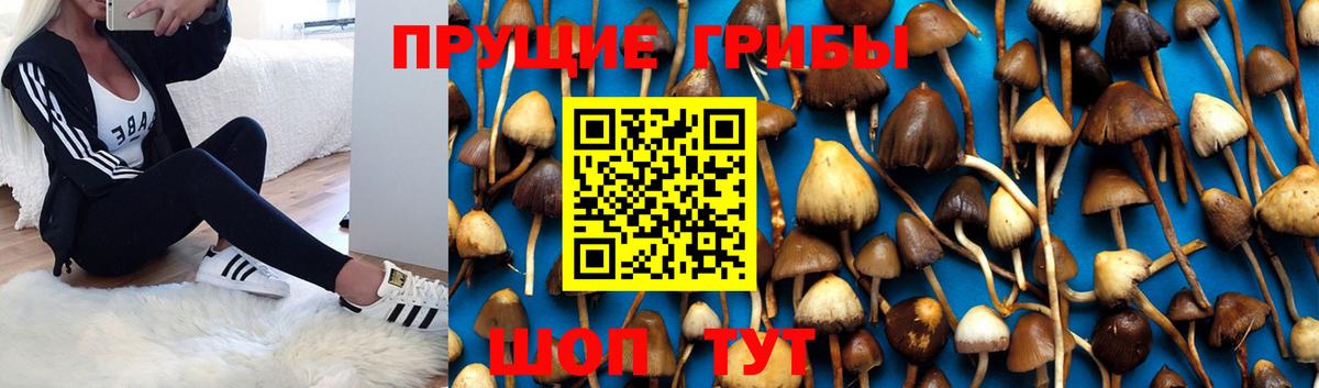 Фрязино  Галлюциногенные грибы мицелий  Вход с VPN 
